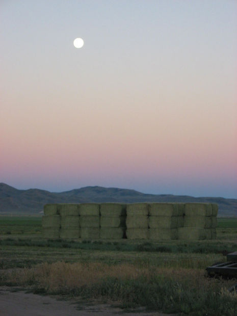 Camas Prairie